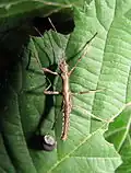 Freshly hatched nymph
