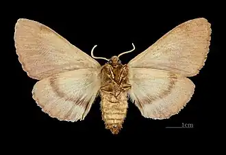 Female underside