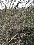 Mature specimen in bud in mid-February, Adforton, Herefordshire