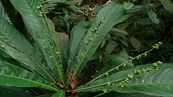 leaf litter plant