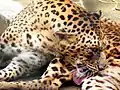 Leopard