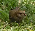 Female in St. Lucia