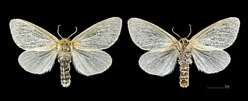 Female