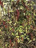 Cultivated plant in leaf and fruit in November, Paxton, Scottish Borders