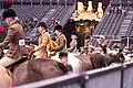 Line up in the veteran class at Olympia Horse Show 2017
