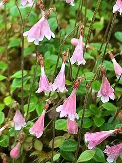 Linnaea borealis