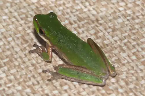 In rainforest at Kuranda, Queensland