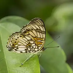 J. s. sophia Ghana