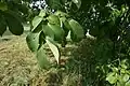 September foliage