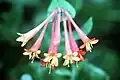 Pinkish-red flowers with yellow insides