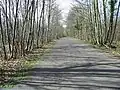 East Blean Wood