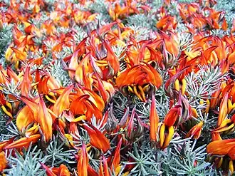 Lotus berthelotii