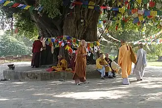 Bodhi tree
