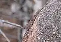 Lygodactylus ocellatus soutpansbergensis, a gecko endemic to the Soutpansberg