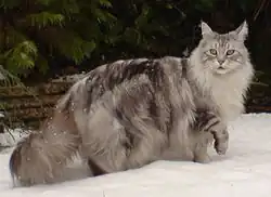 A black silver classic tabby