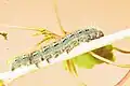 Larva