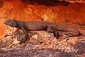 Large male chuckwalla, picture taken in the White Tank Mountains near Surprise, AZ