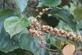 Fruits and leaves