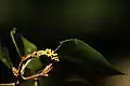 Female flower