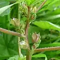 Sepals broad from the side, epicalyx 3 narrow strips at base