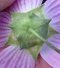 Underside showing 5-part calyx and 3-broad-part epicalyx