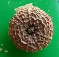 Fruit wrinkled, hairless form