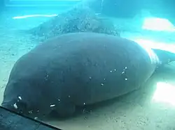 Manatee