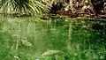 Manatee