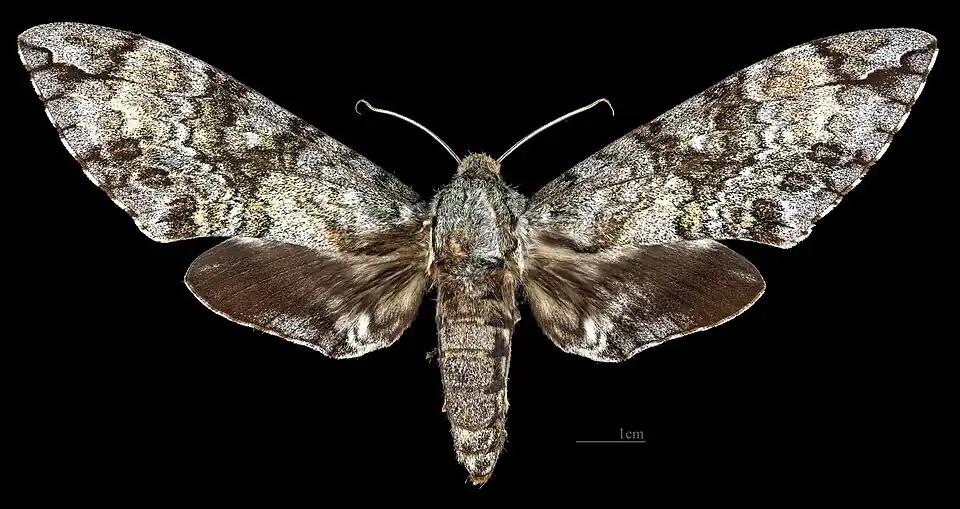Female dorsal