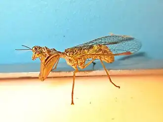 Mantispa styriaca