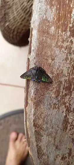 Butterfly of the genus Caria