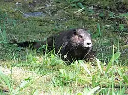 Brown marmot