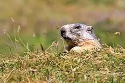 Marmot