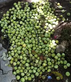 Marula windfalls in Ongwediva, Namibia