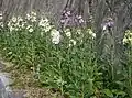 Variety in wild