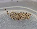 Mature Isabella tiger moth eggs