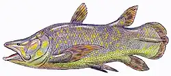 Mawsonia gigas