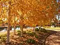 London plane trees