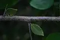 Lenticels