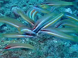 Females feeding