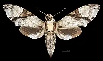 Female dorsal