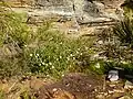 Habit on Bluff Knoll