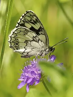 Male underside