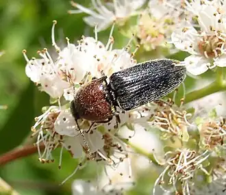 Melanotus leonardi