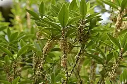 Branches with clusters of flowers