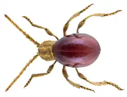 Mezium affine