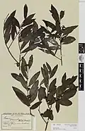 Type specimen from the herbarium of Auckland War Memorial Museum