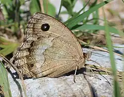 Female underside