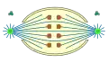 semiopen orthomitosis