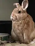 A mixed Netherlands Dwarf mutt rabbit